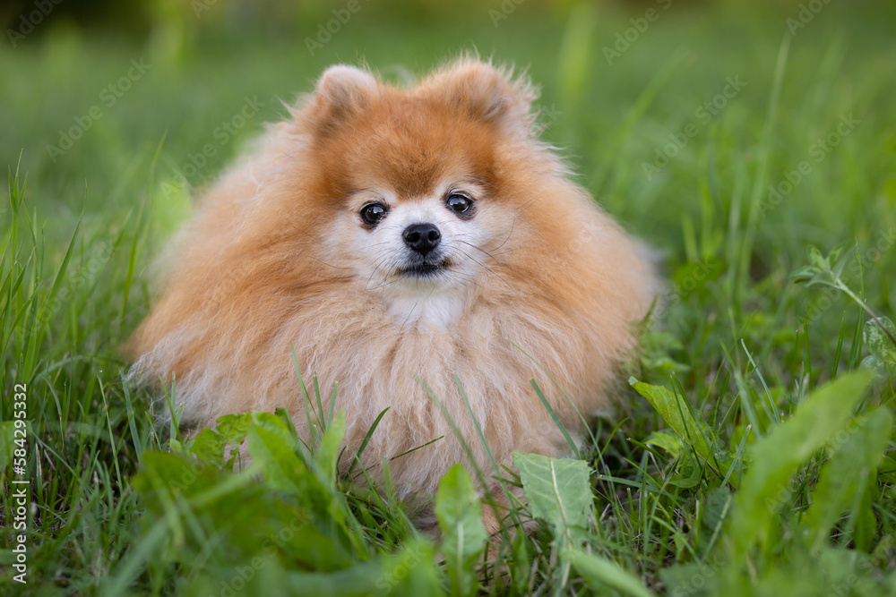 ginger red pomeranian spitz lies in grass, looks into the camera. portrait pet in summer park. dog obeys command to lie down. obedience, training domestic animal ginger red pomeranian spitz lies in grass, looks into the camera. portrait pet in summer park. dog obeys command to lie down. obedience, training domestic animal