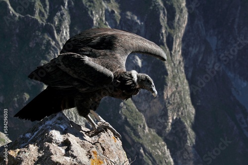 Envol d'un condor à 4500 mètres d'altitude au Pérou