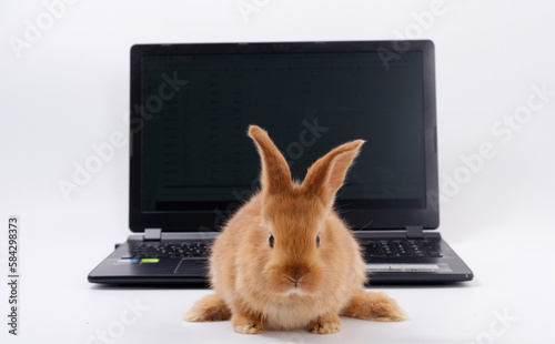 rabbit geek IT master behind a laptop on a white background