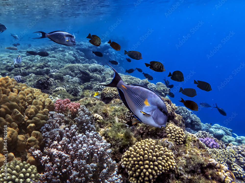 Fototapeta premium Underwater coral reef landscape