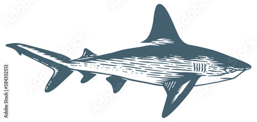 Great white shark hand drawing vintage illustration