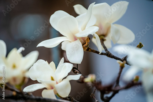 목련 photo