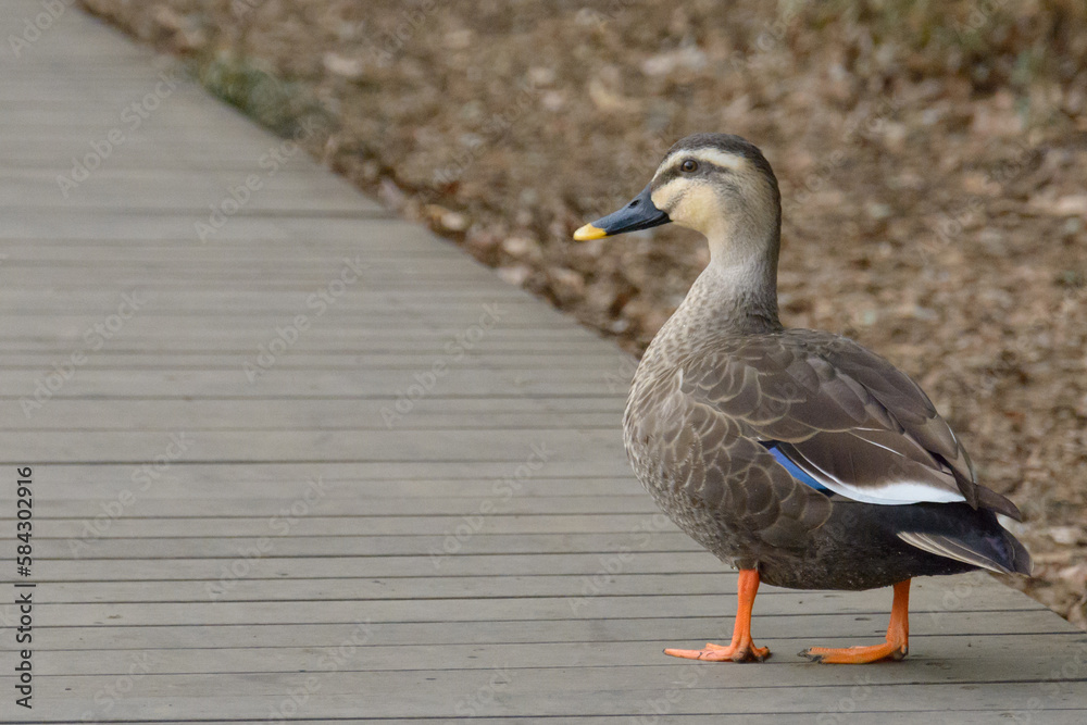 公園の中を歩く鴨 公園の中を歩く鴨