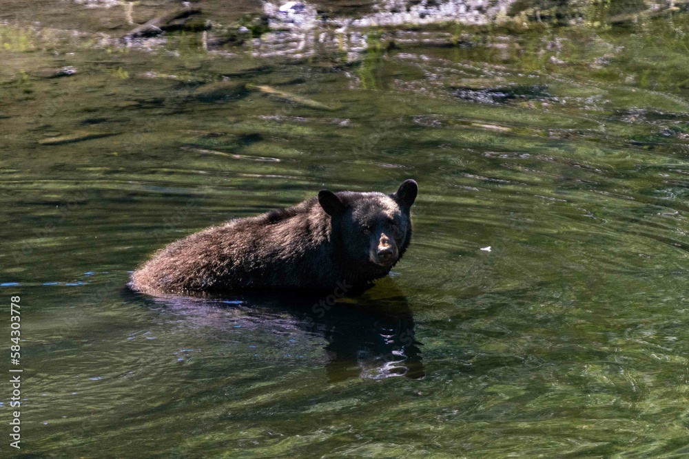 large bear takes a break from swimming and catching salmon in the wild large bear takes a break from swimming and catching salmon in the wild