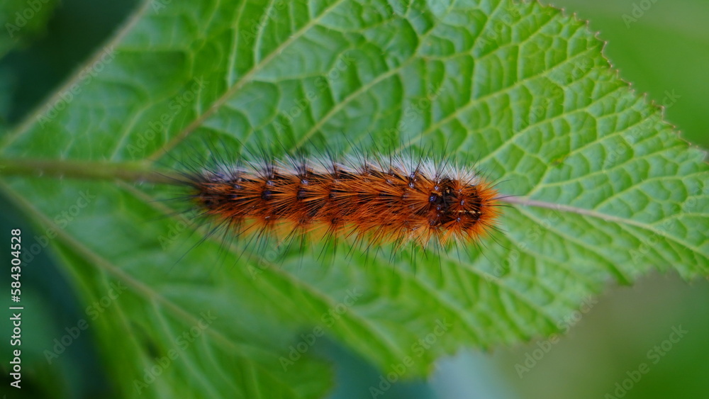 Fototapeta premium caterpillar on a leaf in nature