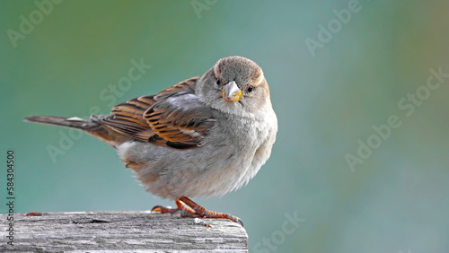 cute sparrow on a rock in nature