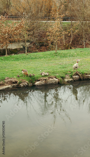 The Egyptian goose (Alopochen aegyptiaca) with 12 goslings in Germany © Alicia