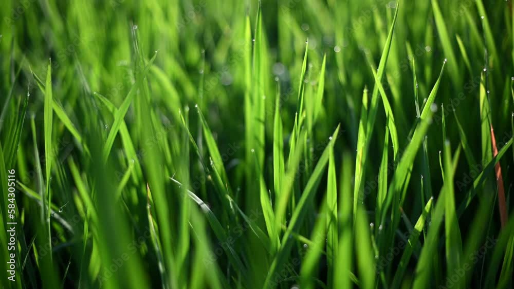 Close up of rice leaves in terrace, Ubud, Bali, Indonesia. Close up of rice leaves in terrace, Ubud, Bali, Indonesia.