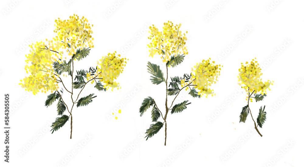 Mimosa illustration, spring bouqets. Png illustration with transparent background.	