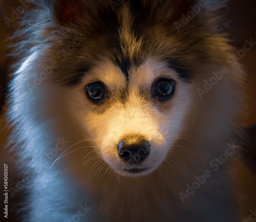 Pomsky Puppy