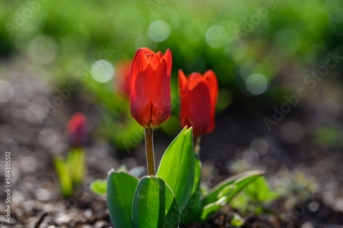 Tulpen