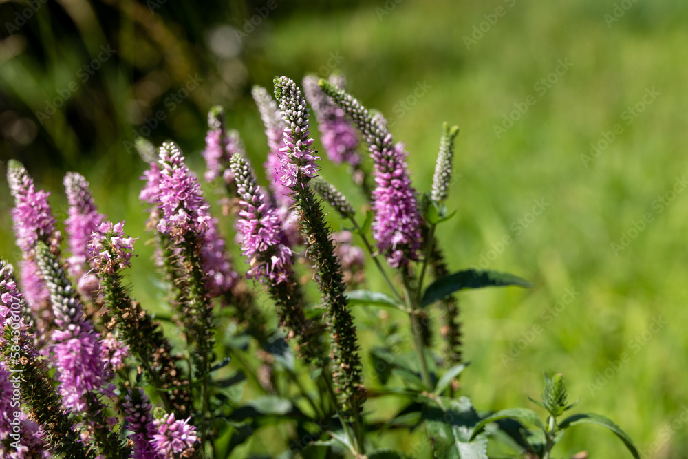 Obraz premium Stalk of Pink Flowers