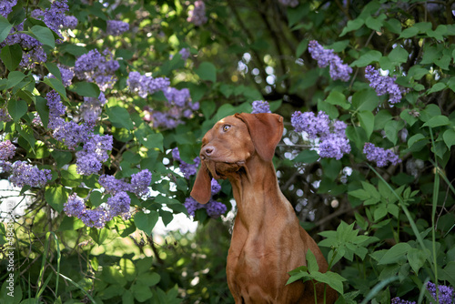 dog in lilac bushes. Happy Hungarian Vizsla in nature, Pet portrait in bloom flowers 