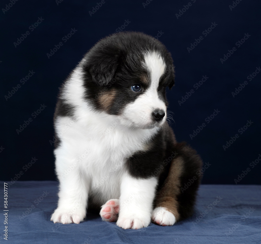 Cute fluffy Australian Shepherd puppy on a blue background