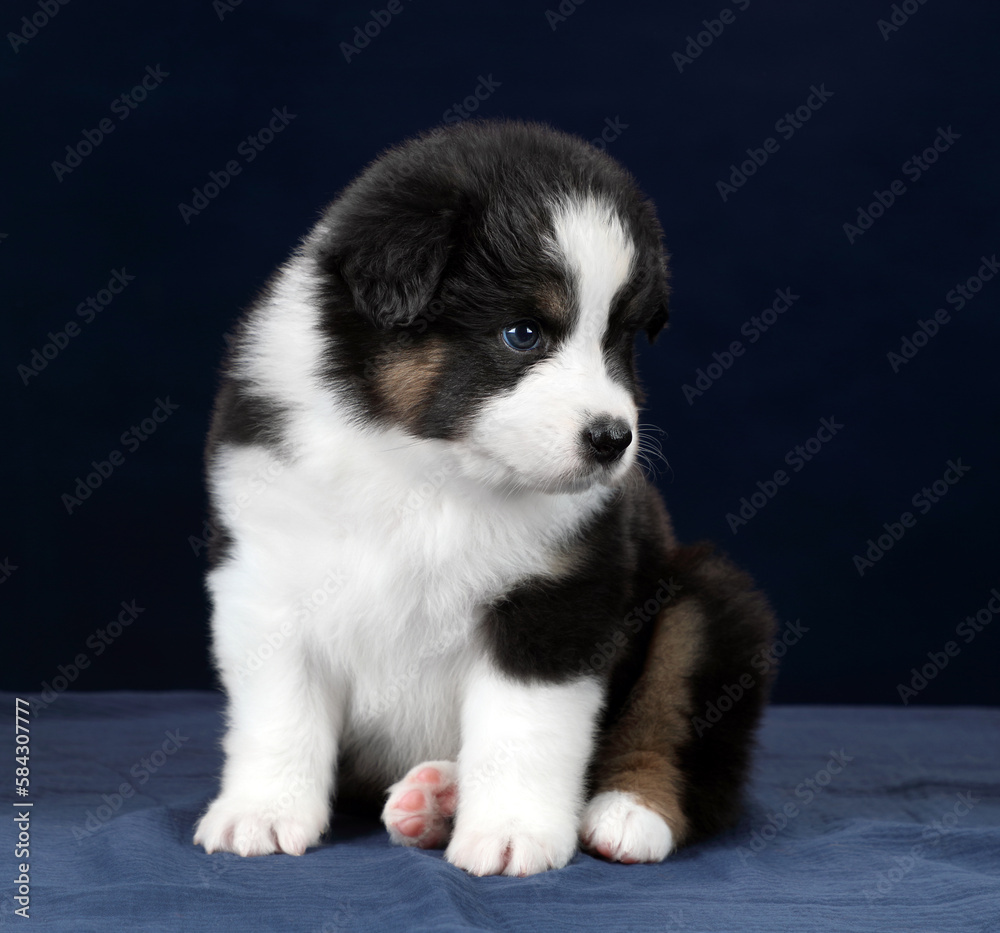 Cute fluffy Australian Shepherd puppy on a blue background Cute fluffy Australian Shepherd puppy on a blue background