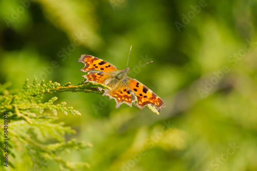 Comma butterfly (Polygonia c-album) sitting on a tree branch in Zurich, Switzerland