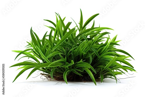 Plant isolated on white background (AI generated)