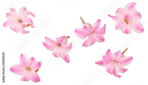 Pink hyacinth isolated on the white background