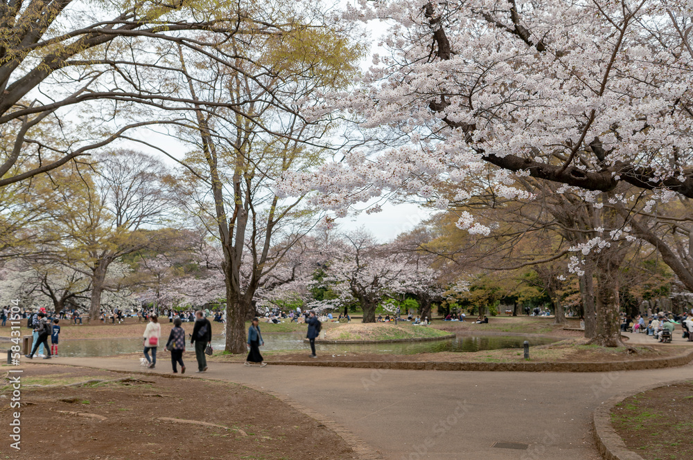 東京都渋谷区代々木の公園に咲く桜