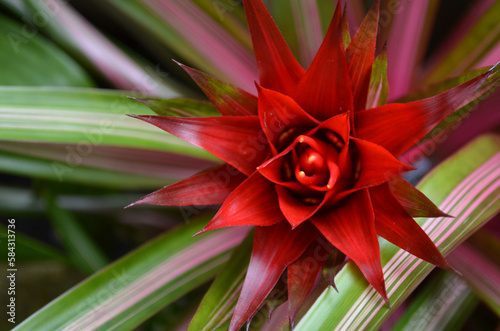 Fotografia Red Spikey Textured and Patterned Tropical Blossom