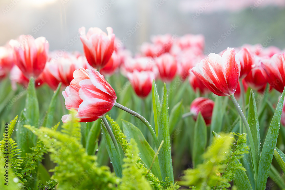 The beautiful red white tulips garden spring is coming spring season backgrounds concept The beautiful red white tulips garden spring is coming spring season backgrounds concept