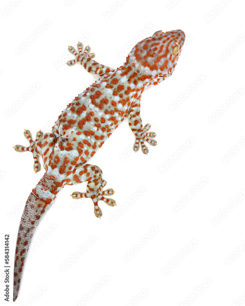 Naklejka premium gecko