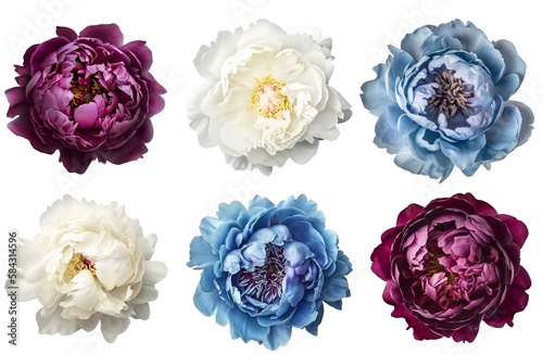 set of isolated different colored peony flowers. Created with Generative AI