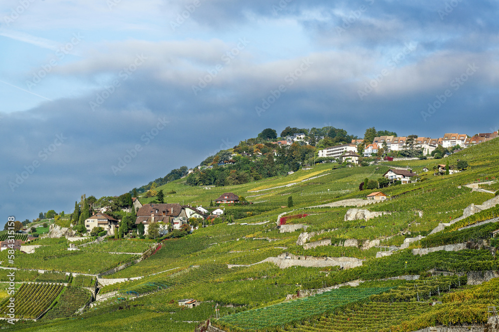Matin d'automne dans les vignobles du Lavaux en Suisse 