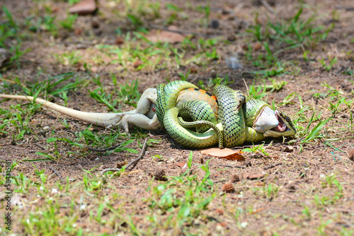 Fotografija Golden Tree Snake