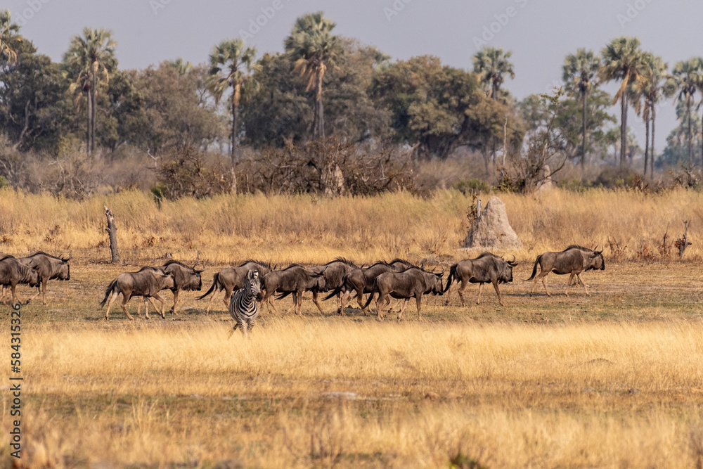 Telephoto shot of a herd of blue wildebeest - Connochaetes taurinus- and Burchell's Plains zebra -Equus quagga burchelli-walking on the plains of the Okavango Delta, Botswana. Telephoto shot of a herd of blue wildebeest - Connochaetes taurinus- and Burchell's Plains zebra -Equus quagga burchelli-walking on the plains of the Okavango Delta, Botswana.