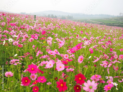 Bloom cosmos fields (Scientific name: Cosmos bipinnatus Cav.,) mexican daisy with delicate petals light pink, pink,purple, pinkish white has fragile petals of various colors have dark green leaves. 