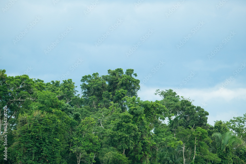 Tree forest sky nature background wallpaper. Open space area. Tree forest sky nature background wallpaper. Open space area.