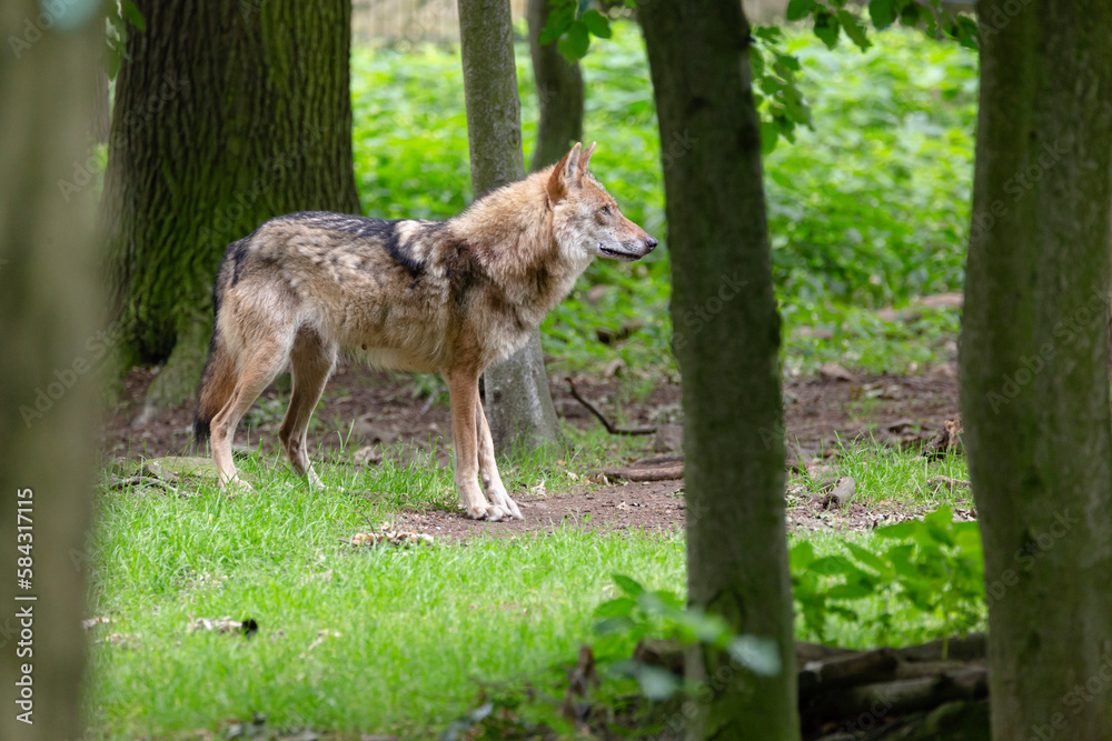 Fototapeta premium free roaming wolf in the forest