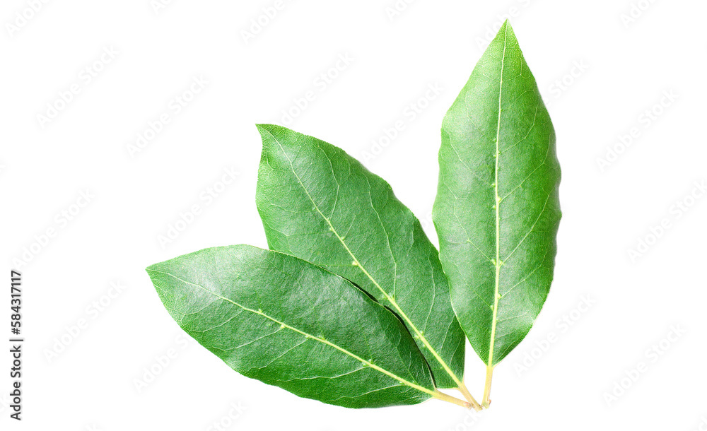 Beautiful laurel leaves isolated on white background. Fresh bay leaves. Beautiful laurel leaves isolated on white background. Fresh bay leaves.
