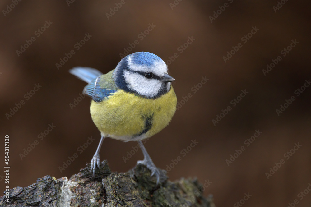 Fototapeta premium Blue Tit