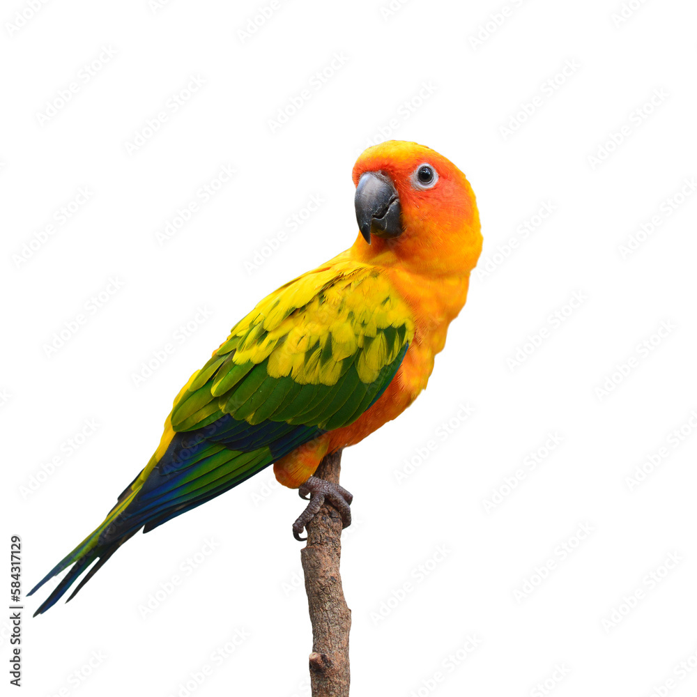 Sun Conure bird