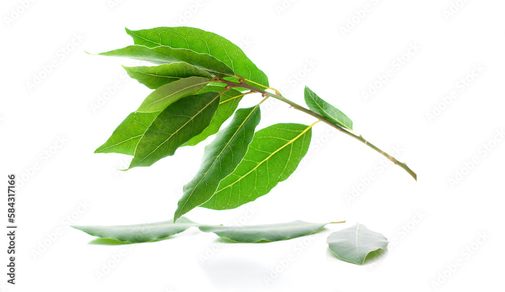 A branch of laurel isolated on white background. Fresh bay leaves.