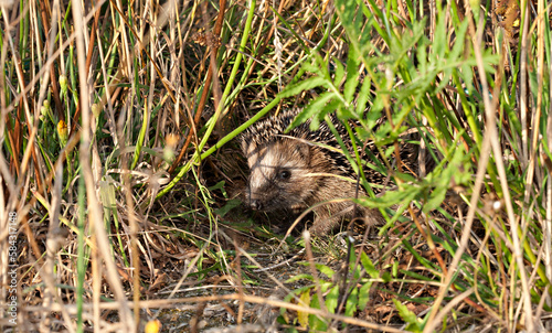 Hedgehog hiding in the thicket