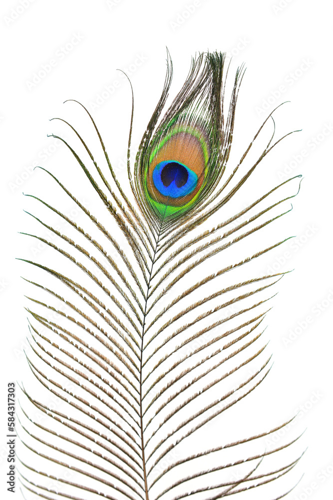 Fototapeta premium peacock plume