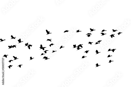 flying birds © thawats