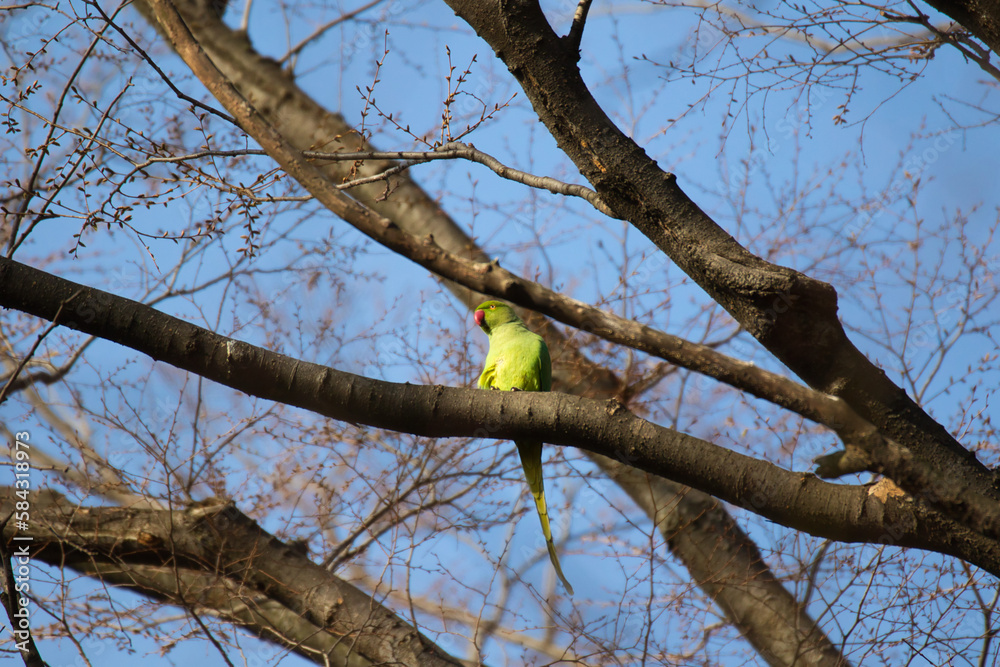 Fototapeta premium bird on tree