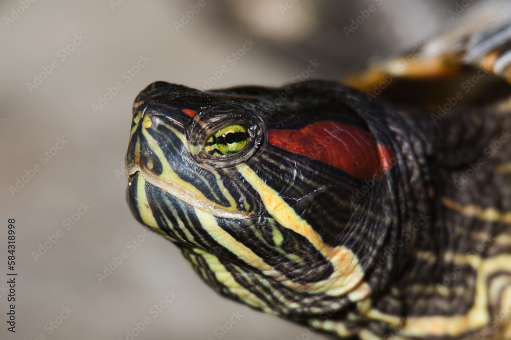 Obraz premium turtle close up