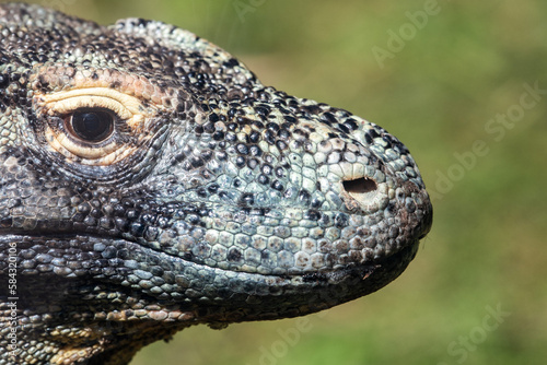 Head of a Komodo dragon  Varanus komodoensis   also known as the Komodo monitor  the largest extant species of lizard.