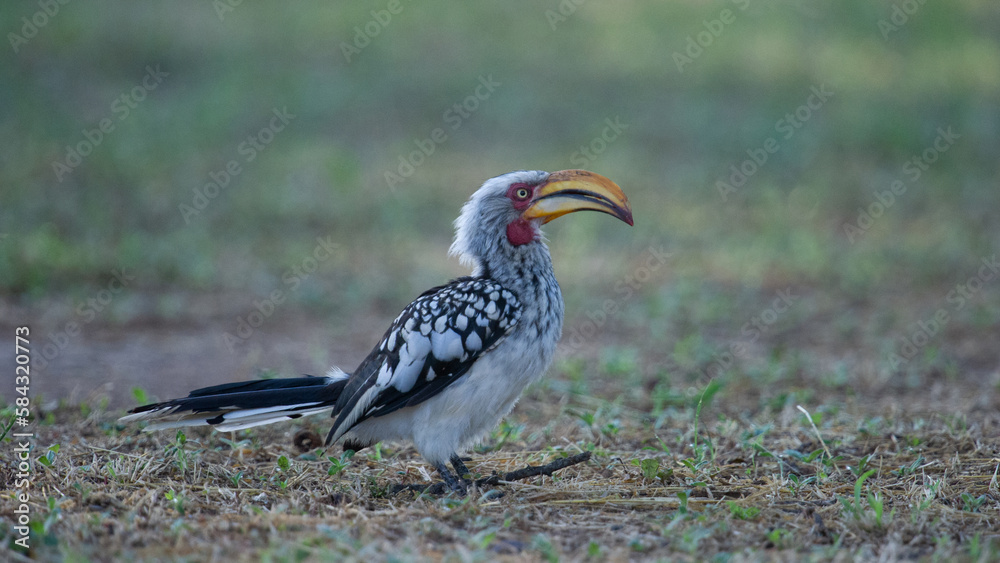 Obraz premium Yellow-billed Hornbill ( Tockus leucomelas) Marakele National Park, South Africa