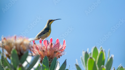Malachite Sunbird ( Nectarinia famosa) Marakele National Park, South Africa photo