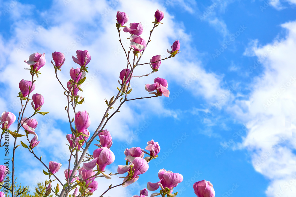 Delicate cute magnolia branches with bright pink flowers and blue sky Delicate cute magnolia branches with bright pink flowers and blue sky
