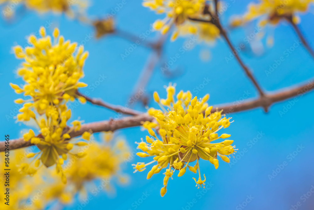 阿智村のサンシュユの花