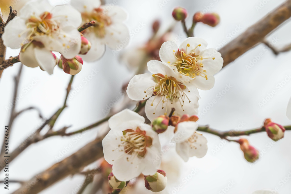 阿智村の桜 阿智村の桜