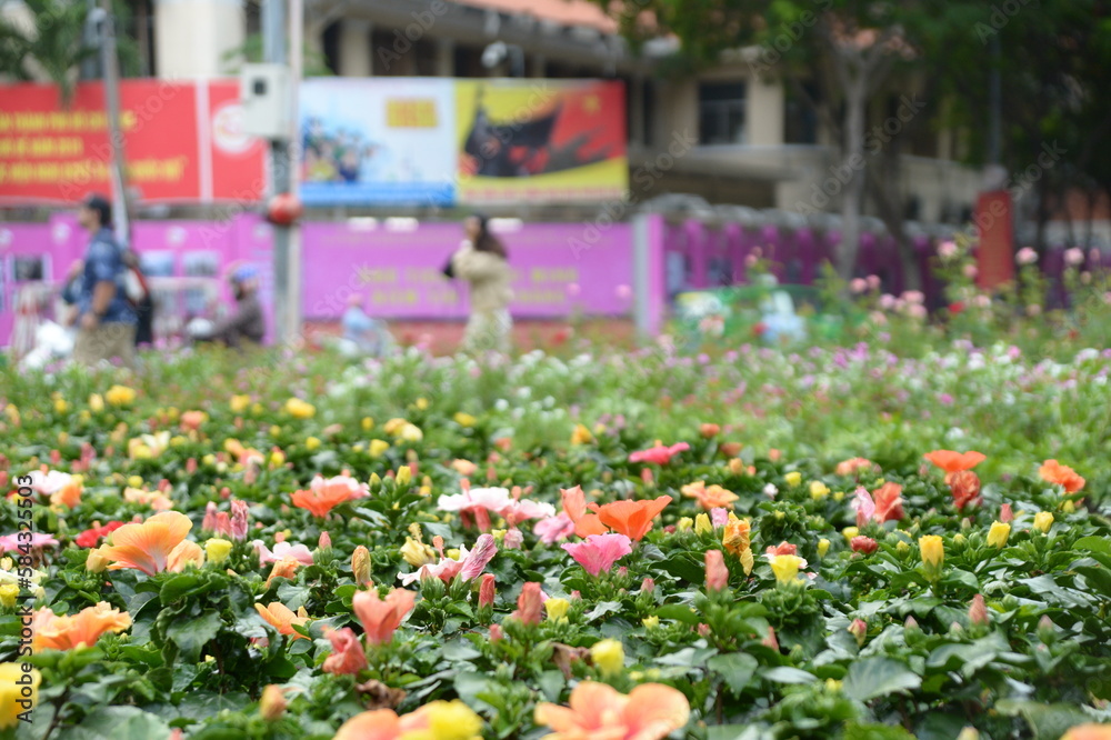 A scenery in Vietnam A scenery in Vietnam