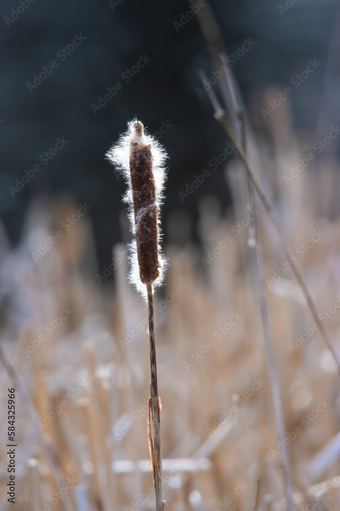 bulrush reed shedding seeds in the wind bulrush reed shedding seeds in the wind